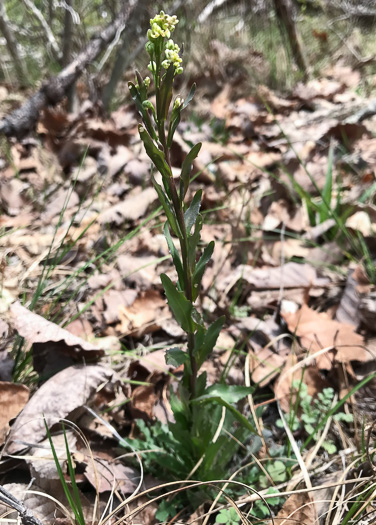 image of Borodinia missouriensis, Missouri Rockcress