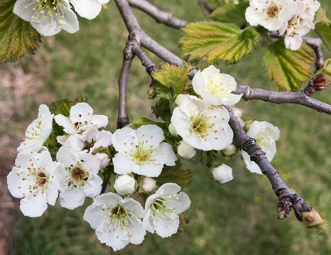 image of Crataegus mollis var. lanuginosa, Woolly Hawthorn, Webb City Hawthorn