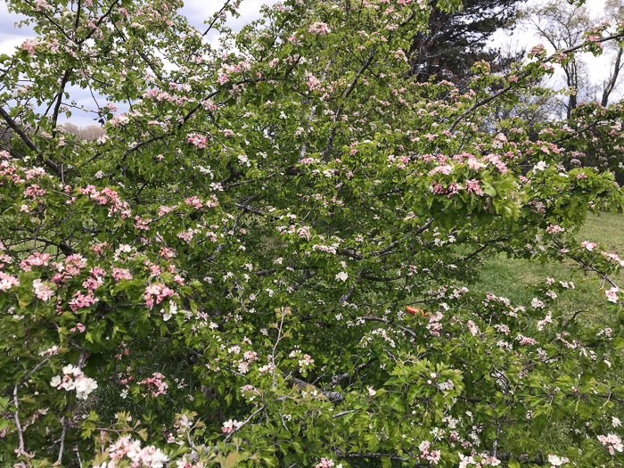 image of Crataegus marshallii, Parsley Hawthorn, Parsley Haw