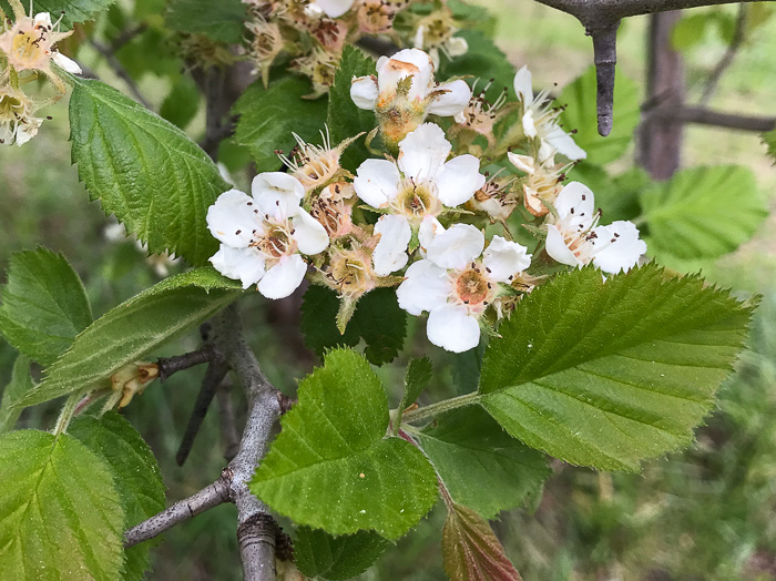 image of Crataegus mollis var. texana, Texas Downy Hawthorn