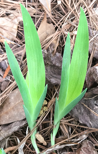 image of Iris cristata, Dwarf Crested Iris