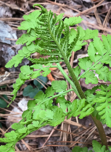 image of Botrypus virginianus, Rattlesnake Fern, Sang-find