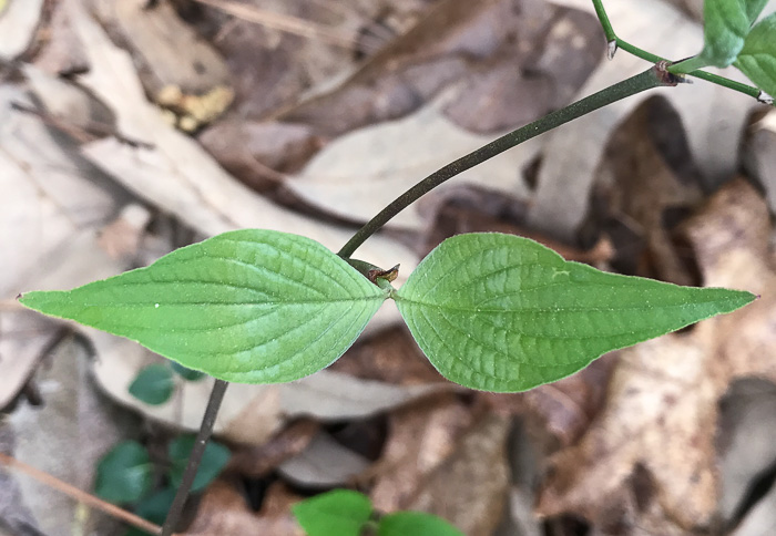 image of Benthamidia florida, Flowering Dogwood