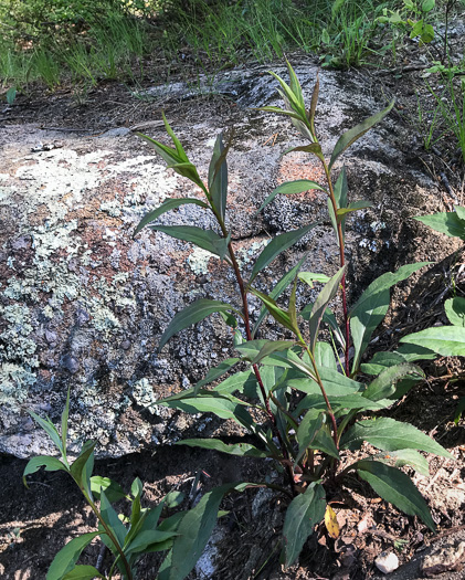 image of Solidago juncea, Early Goldenrod