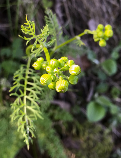 image of Packera millefolium, Blue Ridge Ragwort, Yarrowleaf Ragwort, Divided-leaf Ragwort, Blue Ridge Groundsel