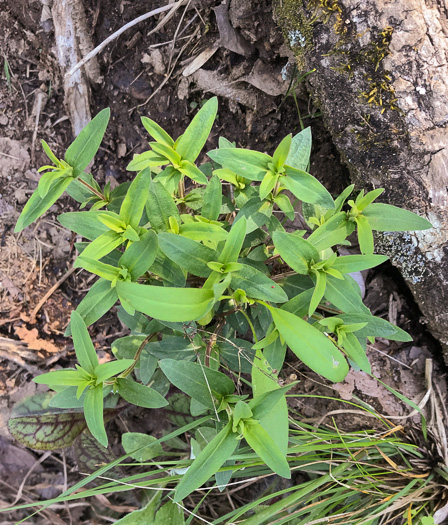 image of Houstonia purpurea, Summer Bluet, Mountain Bluet, Woodland Bluet, Purple Bluet