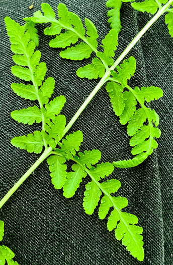 image of Woodsia obtusa ssp. obtusa, Blunt-lobed Cliff Fern, Common Woodsia