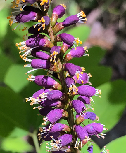 Mountain Indigo-bush