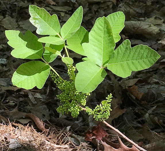 image of Toxicodendron pubescens, Poison Oak, Southeastern Poison Oak