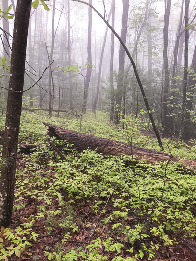 image of Gaylussacia ursina, Bear Huckleberry, Buckberry, Mountain Huckleberry, Bearberry