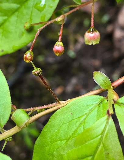 image of Gaylussacia ursina, Bear Huckleberry, Buckberry, Mountain Huckleberry, Bearberry