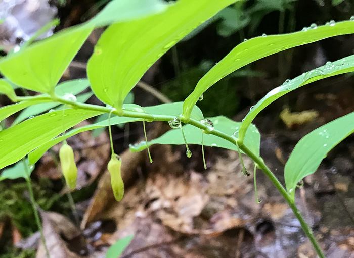 Polygonatum pubescens, Downy Solomon’s Seal, Hairy Solomon's Seal