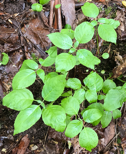 image of Chelone lyonii, Mountain Turtlehead, Pink Turtlehead, Appalachian Turtlehead