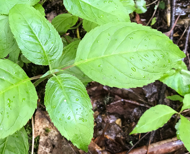 image of Chelone lyonii, Mountain Turtlehead, Pink Turtlehead, Appalachian Turtlehead