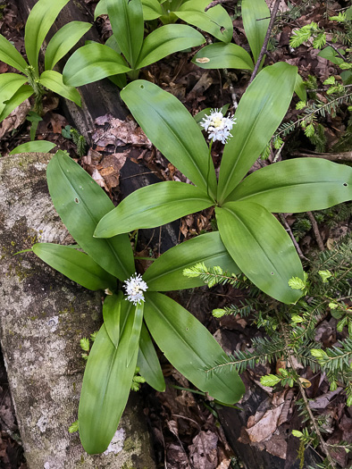 Speckled Wood-lily