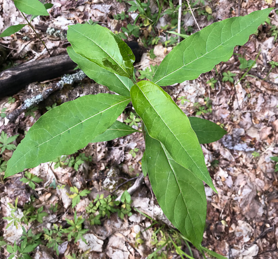 image of Asclepias exaltata, Poke Milkweed, Tall Milkweed