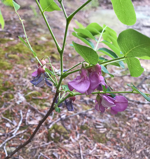 image of Robinia hispida var. rosea, Boynton's Locust