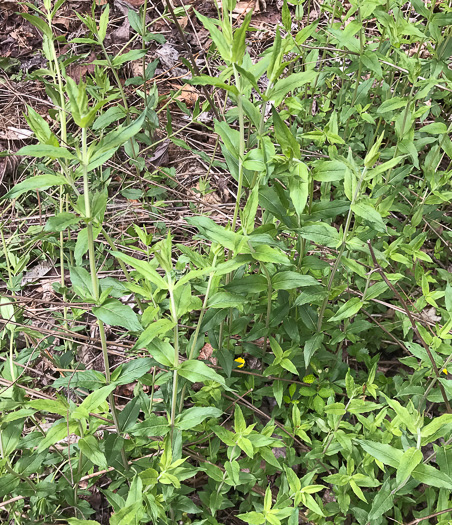 image of Pycnanthemum muticum var. 1, Short-toothed Mountain-mint, Downy Mountain-mint, Clustered Mountain-mint