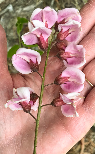 Robinia hispida var. kelseyi, Kelsey's Locust