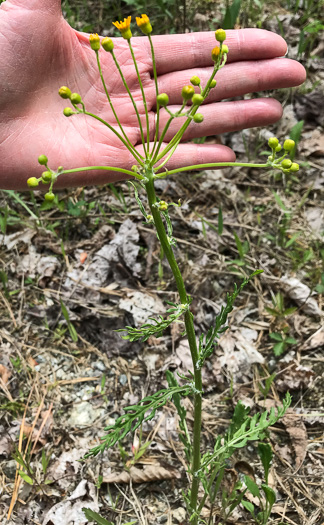 image of Packera anonyma, Small's Ragwort, Squaw-weed, Appalachian Ragwort