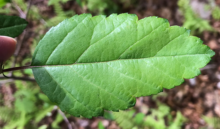 image of Malus angustifolia, Southern Crabapple, Wild Crabapple