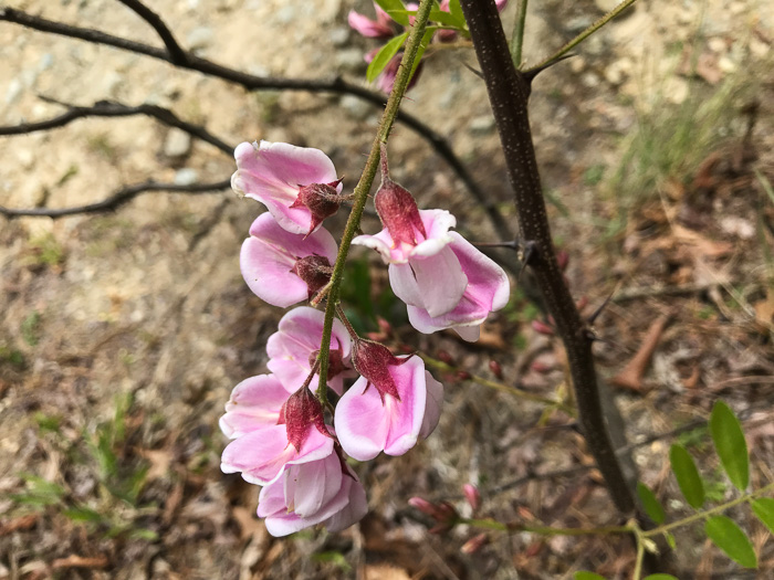 image of Robinia hispida var. kelseyi, Kelsey's Locust