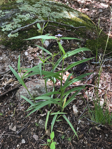 image of Tradescantia subaspera, Zigzag Spiderwort, Wide-leaved Spiderwort