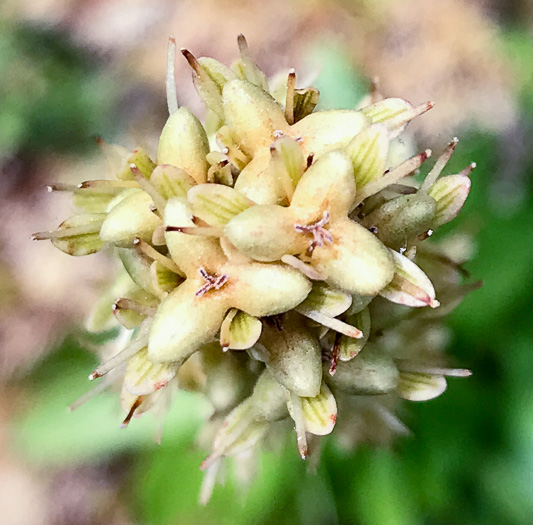 image of Helonias bullata, Swamp Pink