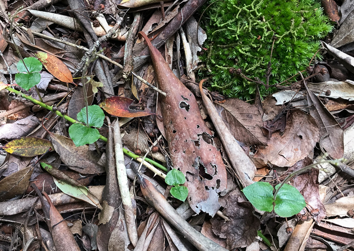 image of Neottia smallii, Kidneyleaf Twayblade, Appalachian Twayblade, Small's Twayblade