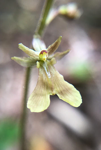 Kidneyleaf Twayblade