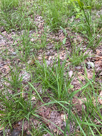 image of Carex swanii, Swan's Sedge