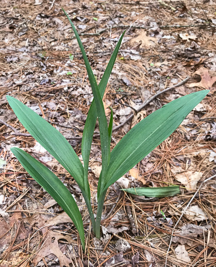 image of Platanthera ciliaris, Yellow Fringed Orchid