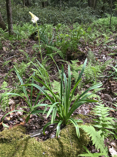 image of Amianthium muscitoxicum, Fly-poison