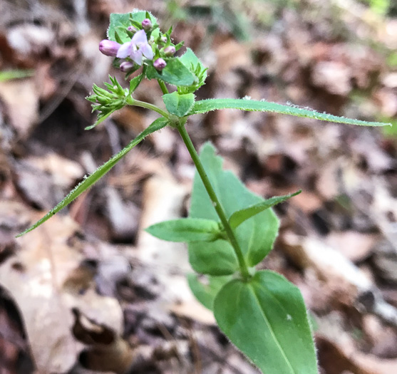 image of Houstonia purpurea, Summer Bluet, Mountain Bluet, Woodland Bluet, Purple Bluet