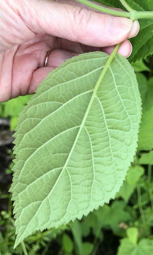 Hydrangea arborescens, Smooth Hydrangea, Sevenbark, Northern Wild Hydrangea