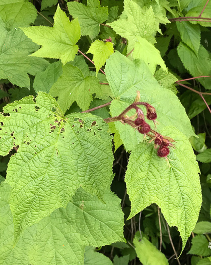 image of Rubacer odoratum, Purple Flowering-raspberry, Thimbleberry, Eastern Mapleleaf-raspberry