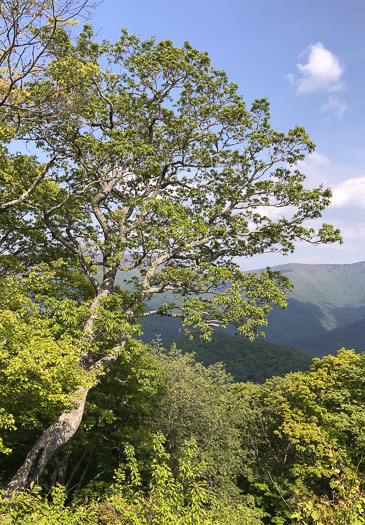 image of Quercus montana, Rock Chestnut Oak, Mountain Oak, Tanbark Oak