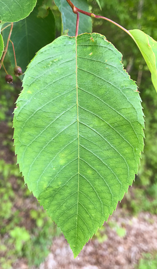 image of Amelanchier laevis, Smooth Serviceberry, Allegheny Serviceberry