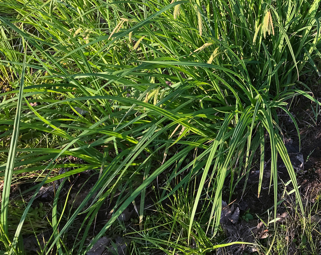 image of Carex gynandra, Mountain Fringed Sedge, Nodding Sedge