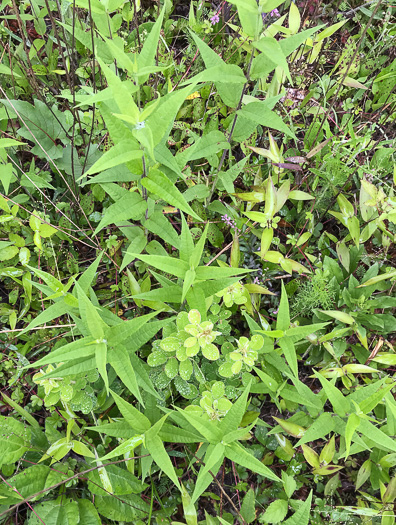 image of Helianthus hirsutus, Hairy Sunflower, Rough Sunflower