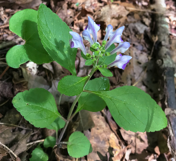 image of Scutellaria elliptica var. elliptica, Hairy Skullcap, Elliptic-leaved Skullcap