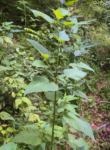 image of Scrophularia marilandica, Eastern Figwort, Carpenter's Square, Late Figwort