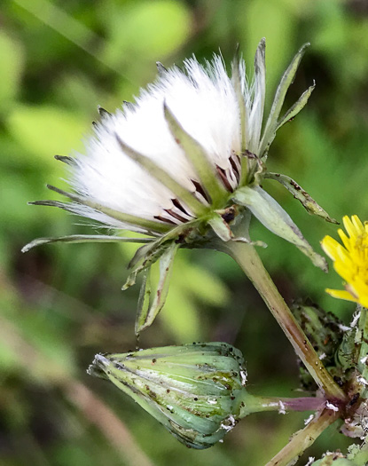 image of Sonchus asper, Prickly Sowthistle, Spiny-leaf Sowthistle