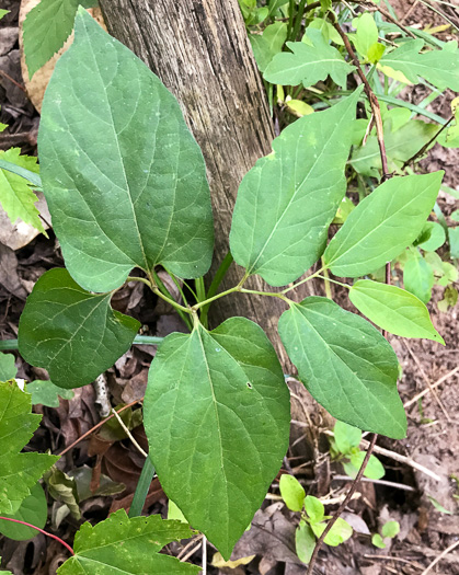 image of Endodeca serpentaria, Turpentine-root, Virginia Snakeroot, Serpent Birthwort