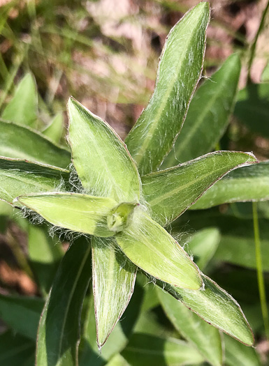 image of Chrysopsis mariana, Maryland Goldenaster