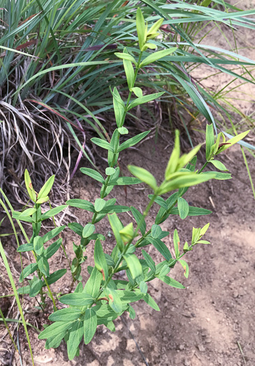 image of Hypericum virgatum, Strict St. Johnswort, Sharpleaf St. Johnswort