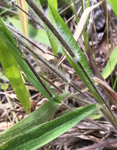 image of Dichanthelium villosissimum var. villosissimum, White-haired Witchgrass