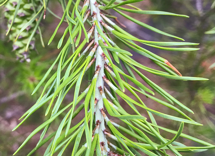 image of Pinus virginiana, Virginia Pine, Scrub Pine, Jersey Pine, Possum Pine