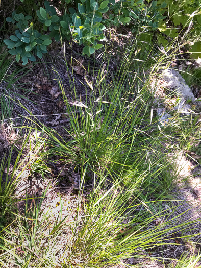 image of Danthonia compressa, Mountain Oatgrass, Flattened Oatgrass, Allegheny Flyback