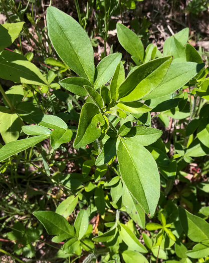 image of Coreopsis pubescens var. pubescens, Common Hairy Coreopsis, Star Tickseed